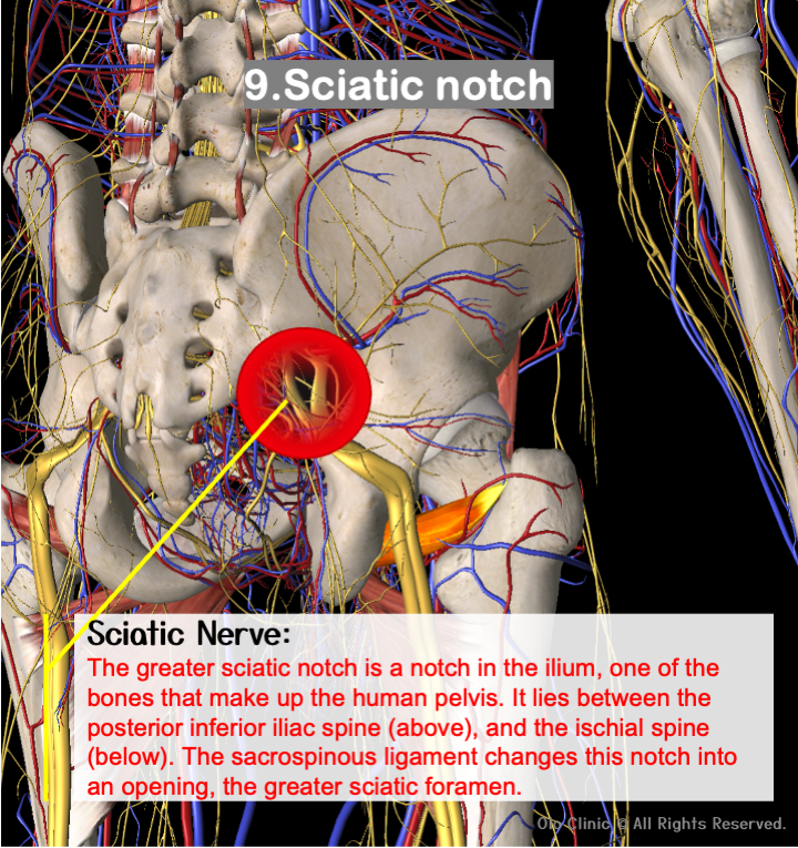 Sciatic notch