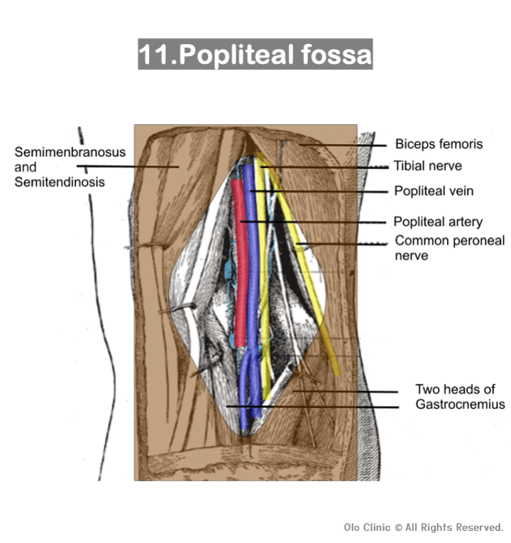 Popliteal fossa