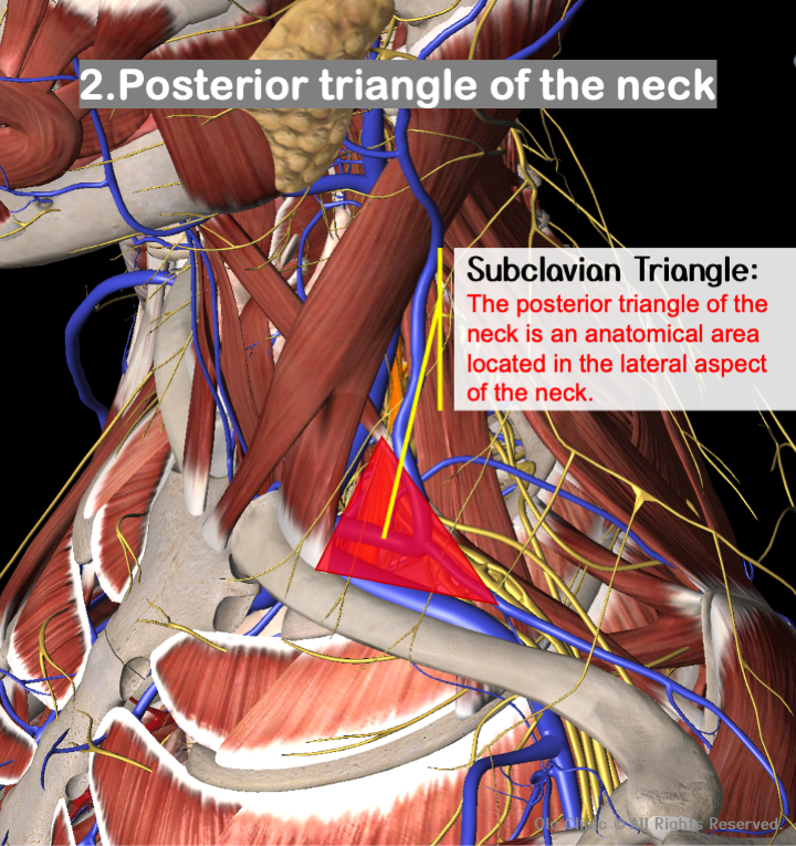 Posterior triangle of the neck