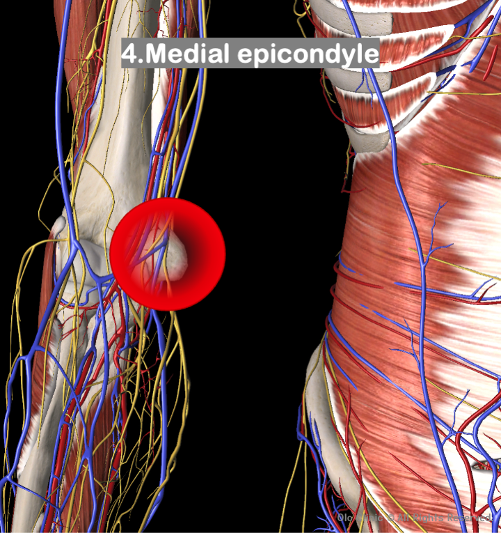 Medial epicondyle