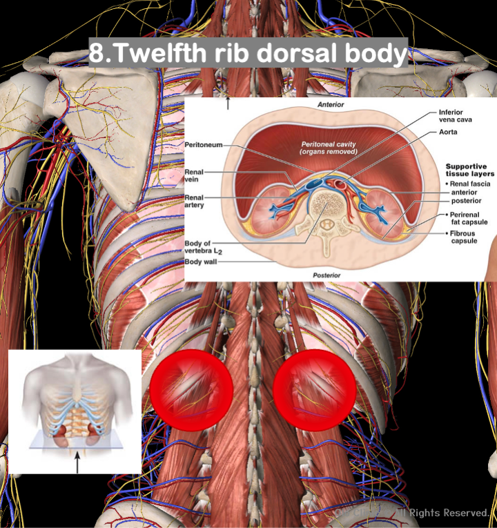 Twelfth rib dorsal body